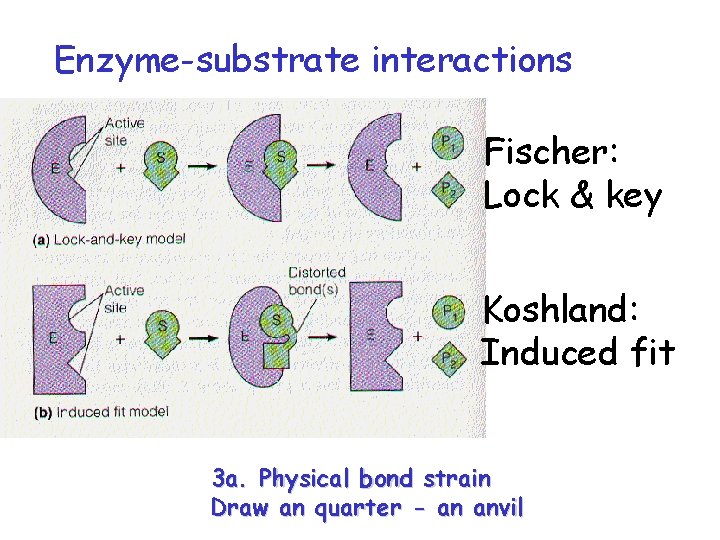 Enzyme-substrate interactions Fischer: Lock & key Koshland: Induced fit 3 a. Physical bond strain