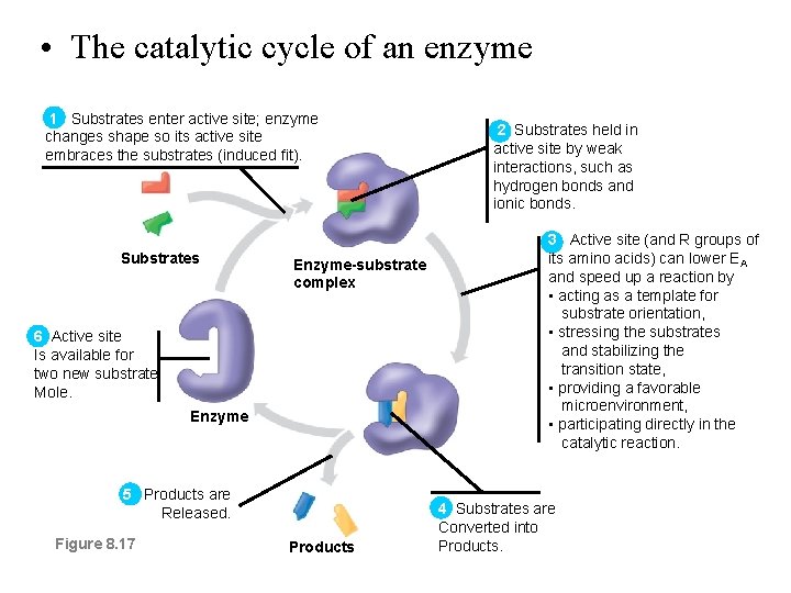  • The catalytic cycle of an enzyme 1 Substrates enter active site; enzyme