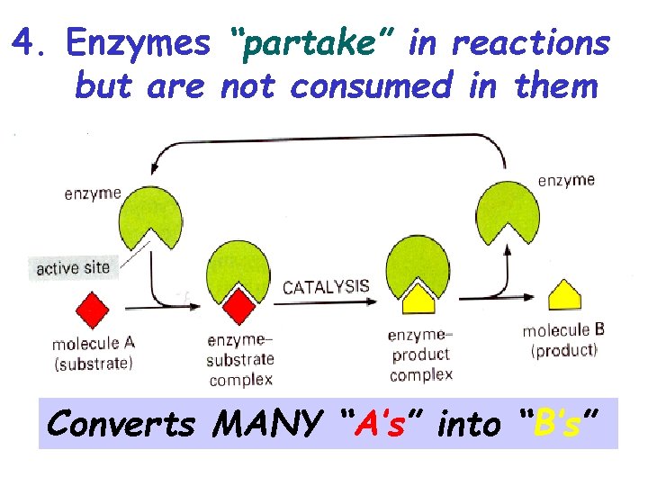 4. Enzymes “partake” in reactions but are not consumed in them Converts MANY “A’s”