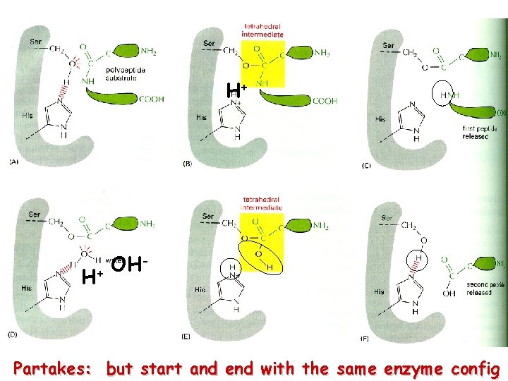 H+ H+ OH- Partakes: but start and end with the same enzyme config 