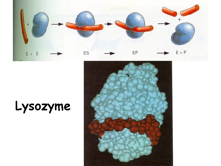 Lysozyme 