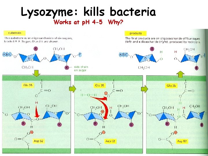 Lysozyme: kills bacteria Works at p. H 4 -5 Why? 