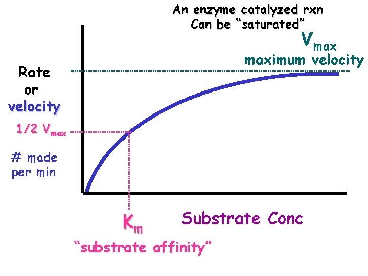 An enzyme catalyzed rxn Can be “saturated” Vmax maximum velocity Rate or velocity 1/2