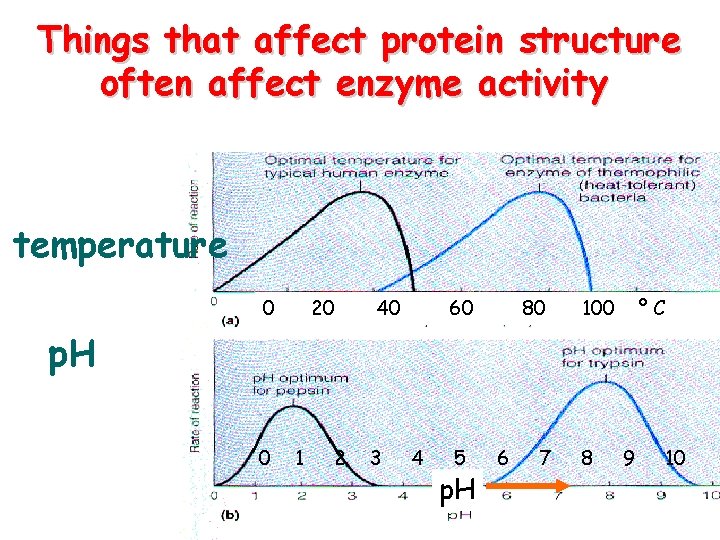 Things that affect protein structure often affect enzyme activity temperature 0 20 40 60