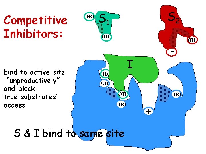 Competitive Inhibitors: bind to active site “unproductively” and block true substrates’ access HO S