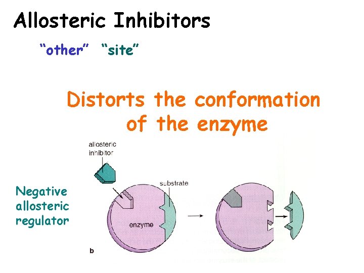 Allosteric Inhibitors “other” “site” Distorts the conformation of the enzyme Negative allosteric regulator 