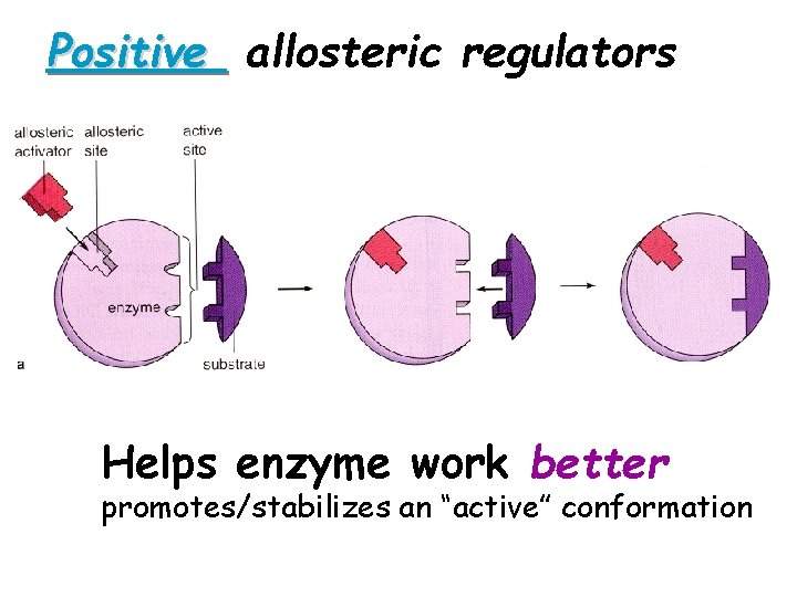 Positive allosteric regulators Helps enzyme work better promotes/stabilizes an “active” conformation 