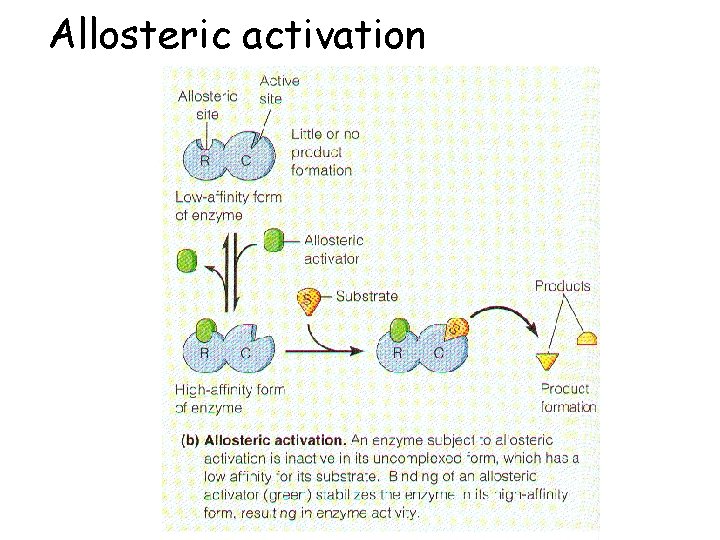Allosteric activation 