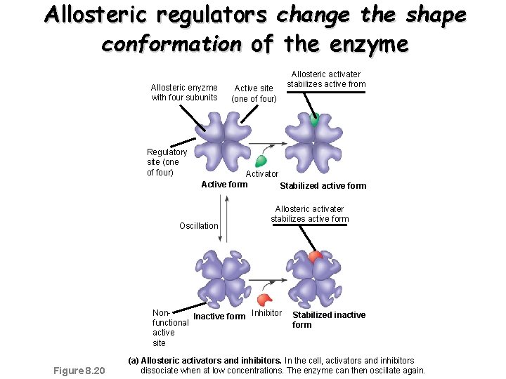 Allosteric regulators change the shape conformation of the enzyme Allosteric enyzme with four subunits