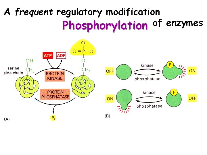 A frequent regulatory modification Phosphorylation of enzymes 