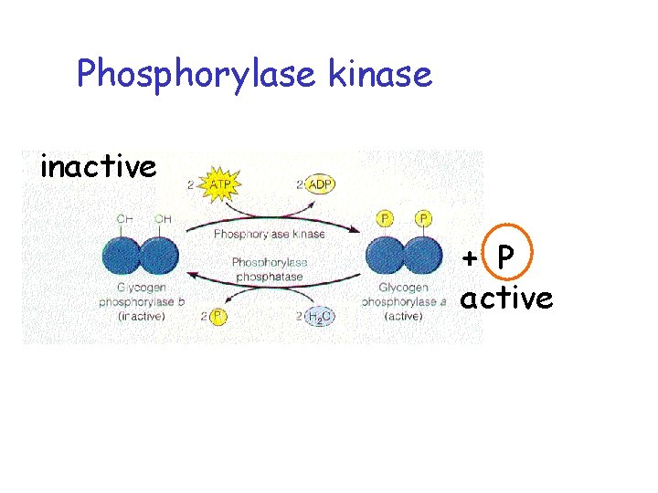 Phosphorylase kinase inactive + P active 