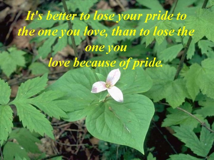 It's better to lose your pride to the one you love, than to lose