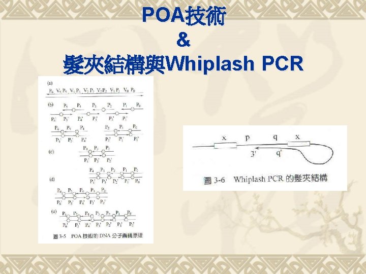 POA技術 & 髮夾結構與Whiplash PCR 