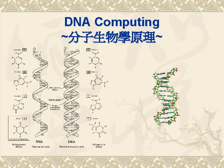 DNA Computing ~分子生物學原理~ 