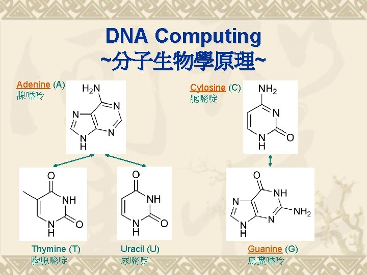 DNA Computing ~分子生物學原理~ Adenine (A) 腺嘌呤 Thymine (T) 胸腺嘧啶 Cytosine (C) 胞嘧啶 Uracil (U)