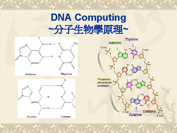 DNA Computing ~分子生物學原理~ 