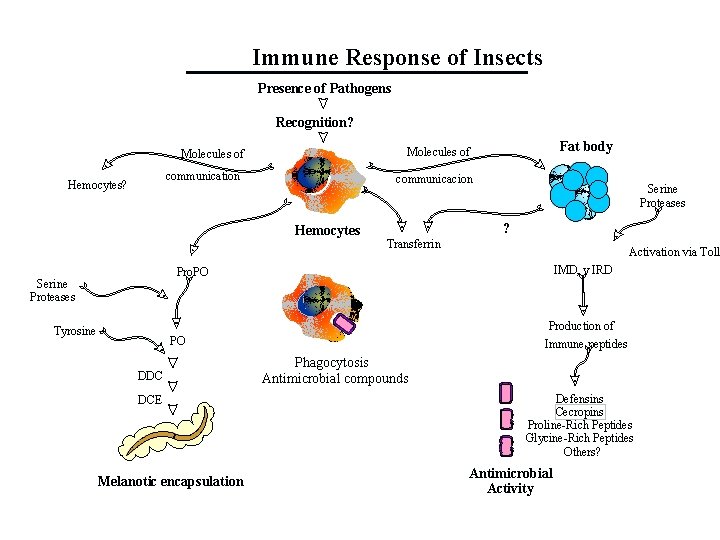 Immune Response of Insects Presence of Pathogens Recognition? communication Hemocytes? Fat body Molecules of