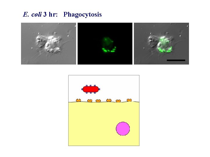 E. coli 3 hr: Phagocytosis 