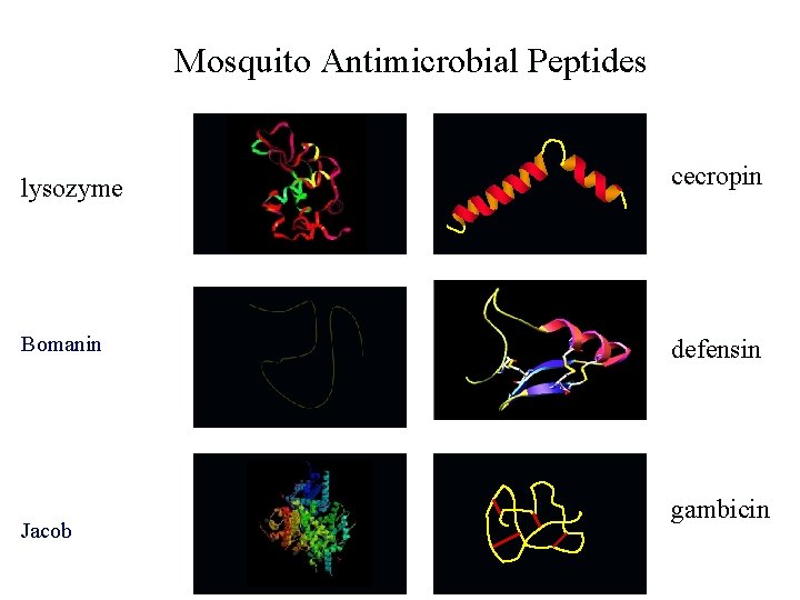Mosquito Antimicrobial Peptides lysozyme Bomanin Jacob cecropin defensin gambicin 