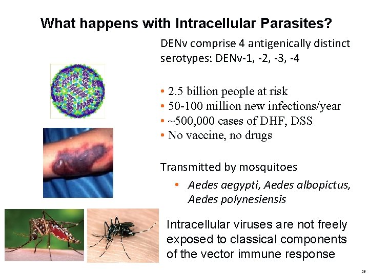 What happens with Intracellular Parasites? DENv comprise 4 antigenically distinct serotypes: DENv-1, -2, -3,