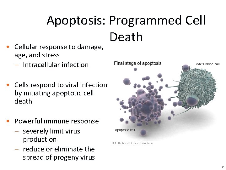 Apoptosis: Programmed Cell Death • Cellular response to damage, and stress – Intracellular infection