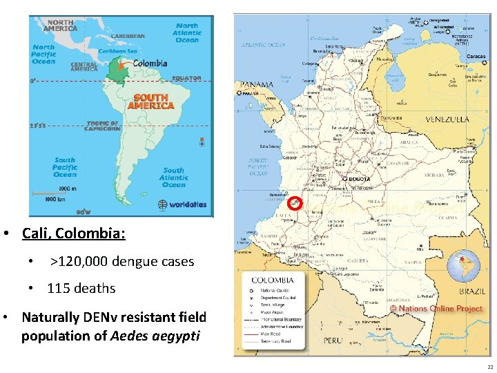  • Cali, Colombia: • >120, 000 dengue cases • 115 deaths • Naturally