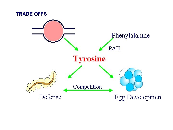 TRADE OFFS Phenylalanine PAH Tyrosine Competition Defense Egg Development 