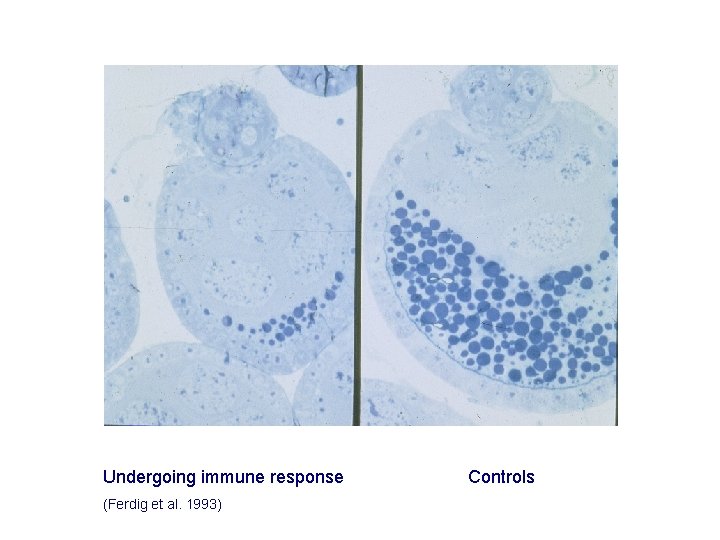 Undergoing immune response (Ferdig et al. 1993) Controls 