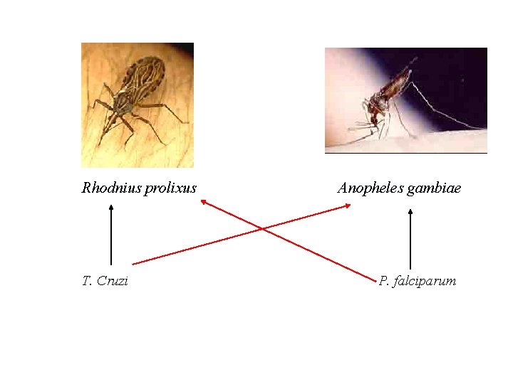 Rhodnius prolixus T. Cruzi Anopheles gambiae P. falciparum 