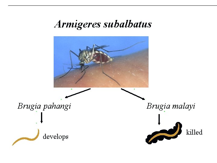 Armigeres subalbatus Brugia pahangi develops Brugia malayi killed 