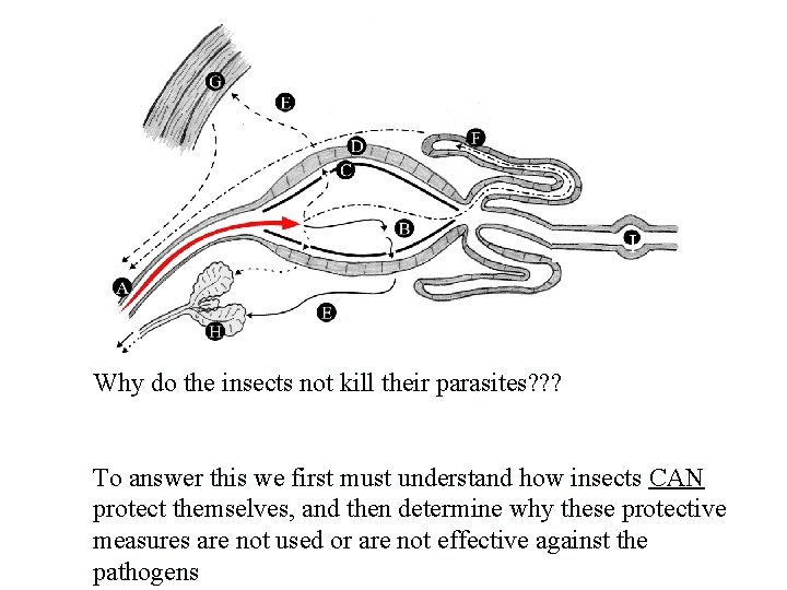 I Why do the insects not kill their parasites? ? ? To answer this