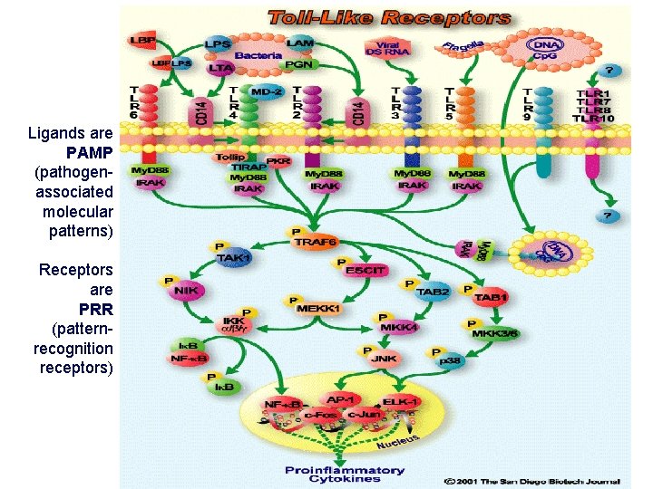 Ligands are PAMP (pathogenassociated molecular patterns) Receptors are PRR (patternrecognition receptors) 