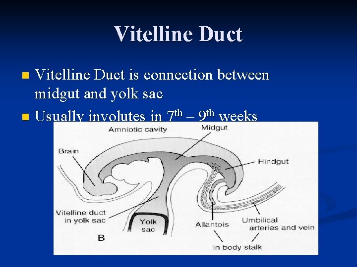 Vitelline Duct is connection between midgut and yolk sac n Usually involutes in 7