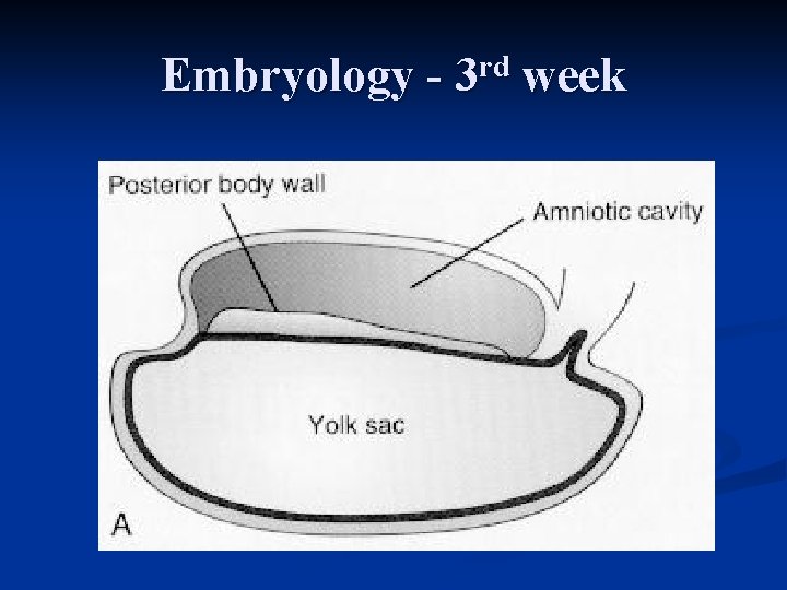 Embryology - 3 rd week 