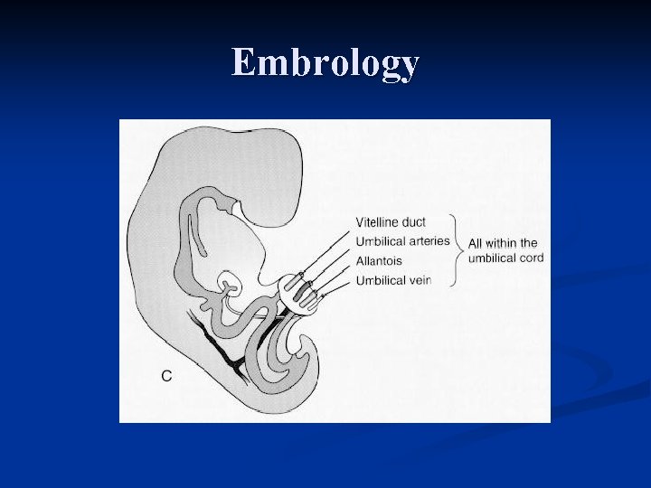 Embrology 