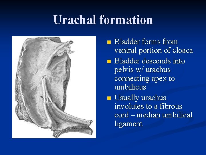 Urachal formation n Bladder forms from ventral portion of cloaca Bladder descends into pelvis