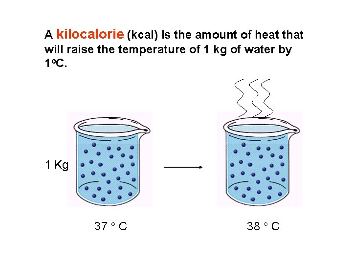 A kilocalorie (kcal) is the amount of heat that will raise the temperature of