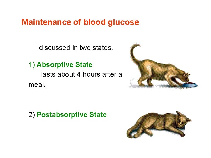 Maintenance of blood glucose discussed in two states. 1) Absorptive State lasts about 4