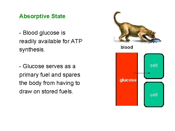 Absorptive State - Blood glucose is readily available for ATP synthesis. - Glucose serves