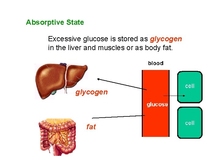 Absorptive State Excessive glucose is stored as glycogen in the liver and muscles or