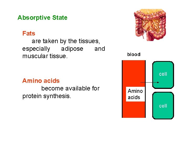 Absorptive State Fats are taken by the tissues, especially adipose and muscular tissue. Amino