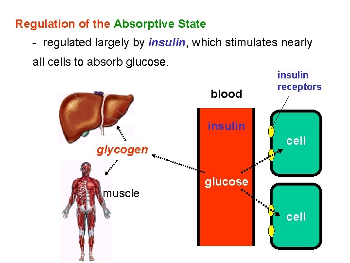 Regulation of the Absorptive State - regulated largely by insulin, which stimulates nearly all