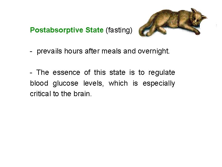 Postabsorptive State (fasting) - prevails hours after meals and overnight. - The essence of