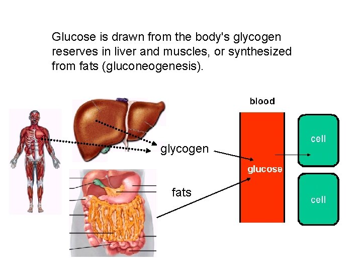 Glucose is drawn from the body's glycogen reserves in liver and muscles, or synthesized