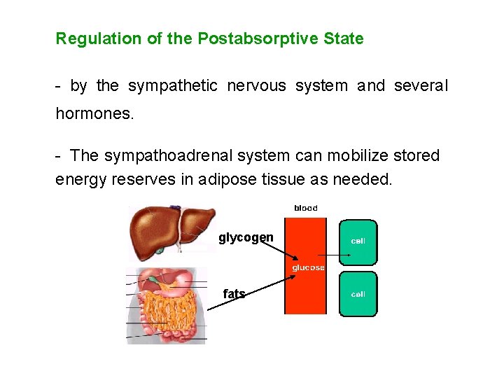 Regulation of the Postabsorptive State - by the sympathetic nervous system and several hormones.