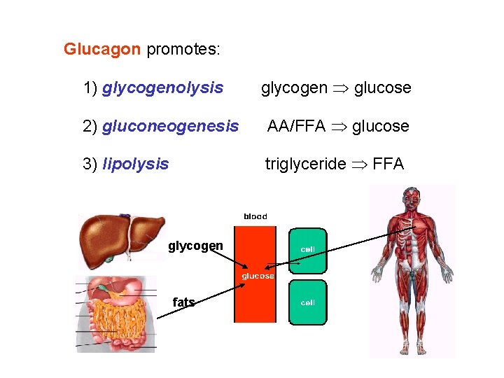 Glucagon promotes: 1) glycogenolysis glycogen glucose 2) gluconeogenesis AA/FFA glucose 3) lipolysis triglyceride FFA