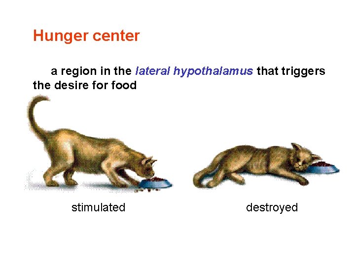 Hunger center a region in the lateral hypothalamus that triggers the desire for food