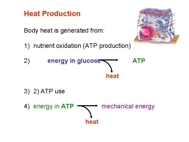 Heat Production Body heat is generated from: 1) nutrient oxidation (ATP production) 2) energy