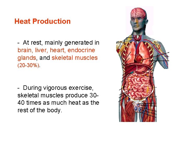 Heat Production - At rest, mainly generated in brain, liver, heart, endocrine glands, and