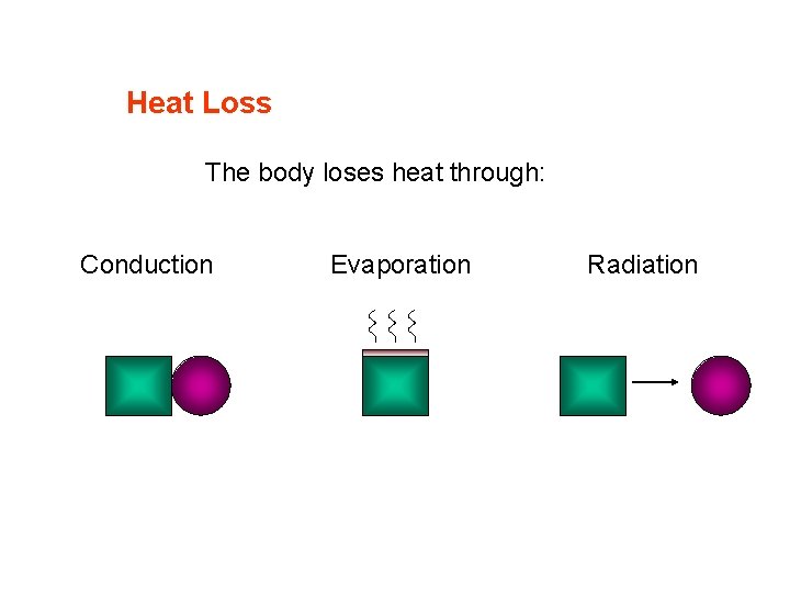 Heat Loss The body loses heat through: Conduction Evaporation Radiation 
